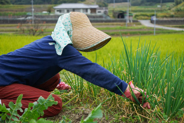 istock Woman working in the field 688230260