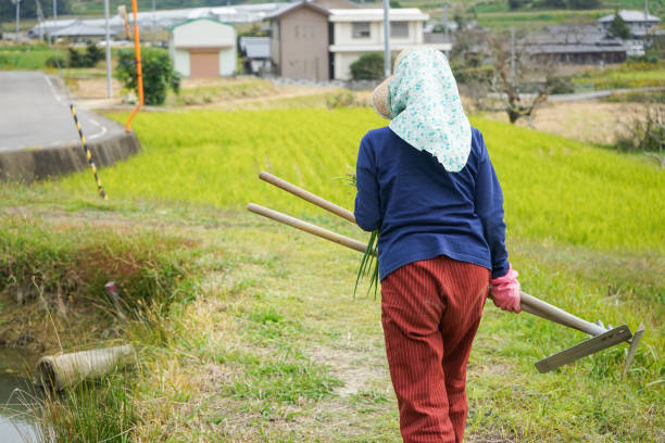 istock Woman working in the field 688230276