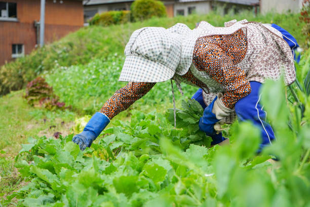 istock Woman working in the field 688232212