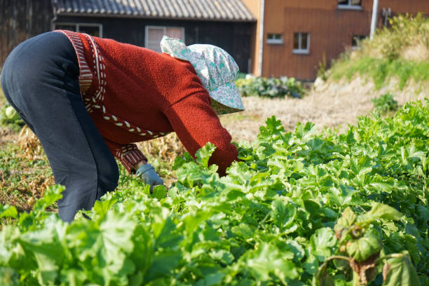 istock Woman working in the field 688234314