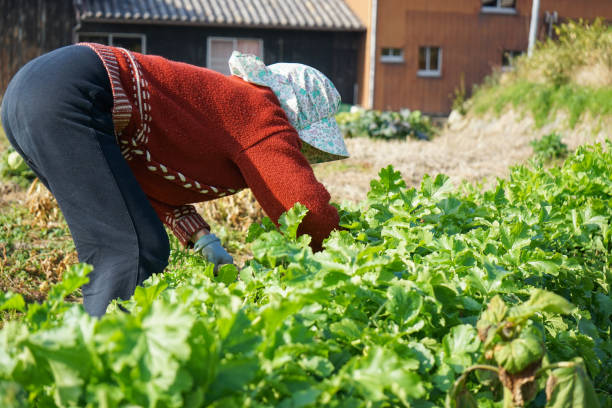 istock Woman working in the field 688234320