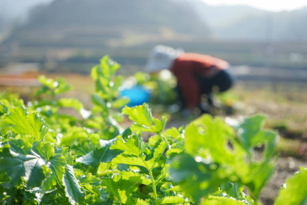 istock Woman working in the field 688234378