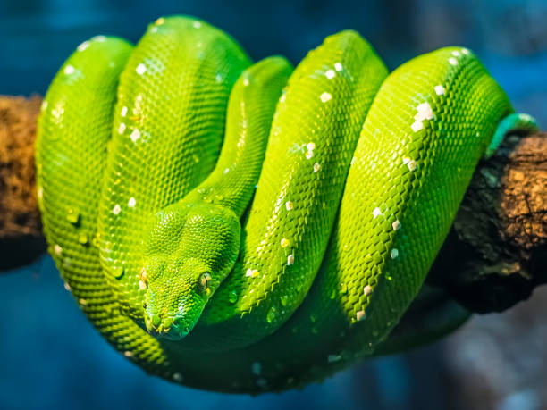 녹색 나무 파이썬 뱀의 클로즈업 - green tree python 뉴스 사진 이미지