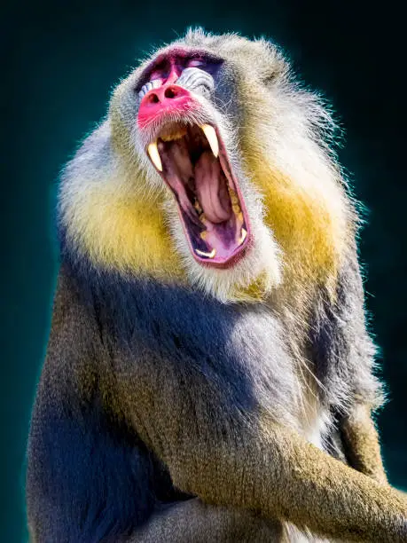 Screaming Mandrill - male monkey open mouth intimidating teeth roar