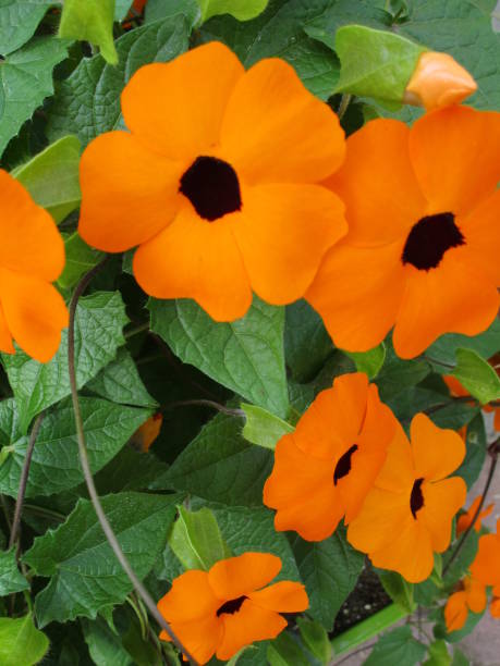 istock Blossoms on Brown-Eyed Susan Vine 688243602
