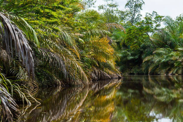 istock Tropical Forest at the shoreline of the Congo River 688244028