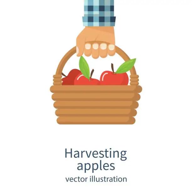 Vector illustration of Harvesting apples vector