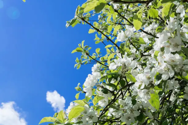 Fresh white spring blossom growing on a tree or shrub against a blue sky in a concept of the seasons and nature