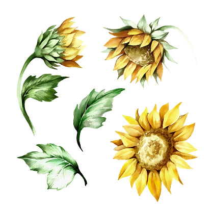 Set of sunflower. Hand draw watercolor illustration