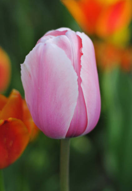istock Vasteras Tulip sweden 688277784