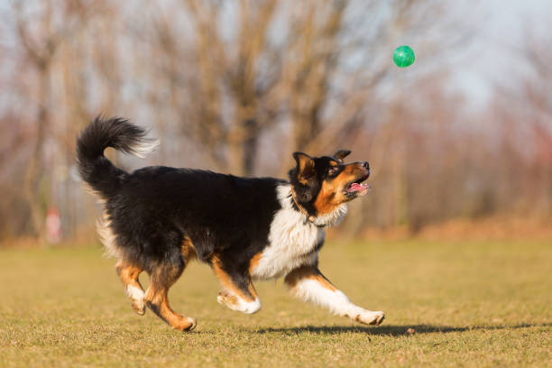 istock Australian Shepherd runs to catch a ball 688277890