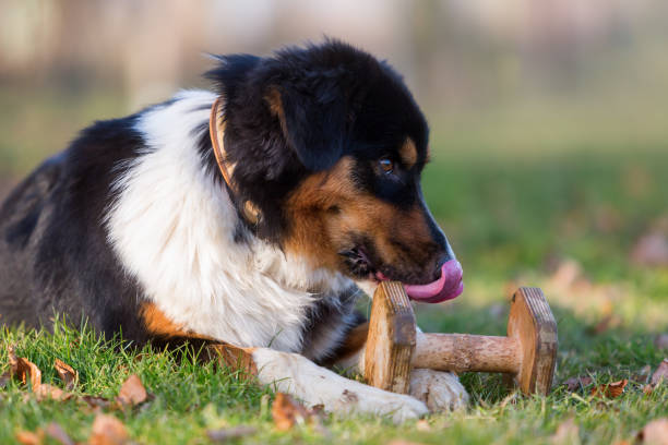 istock Australian Shepherd plays with a wooden toy 688278014