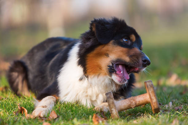 istock Australian Shepherd plays with a wooden toy 688278040