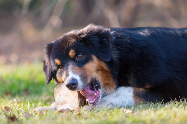 istock Australian Shepherd plays with a wooden toy 688278112
