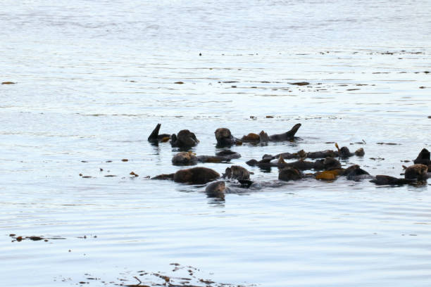 istock Group of Sea Otters 688278846
