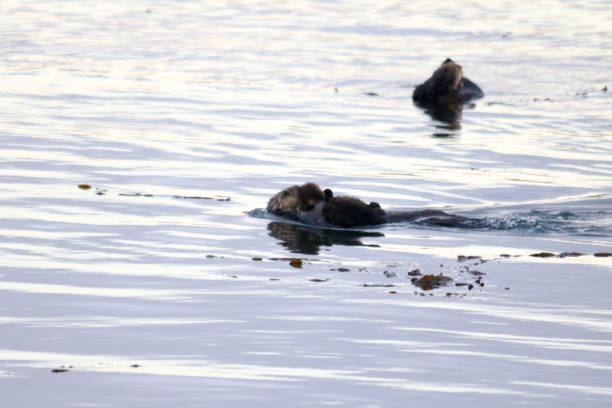 istock Sea Otter with Baby 688278848