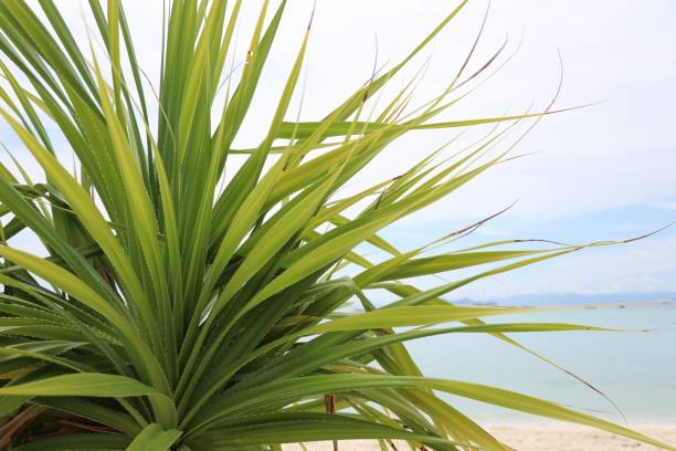 istock Pandanus tree growth on beach near beautiful sea 688279014