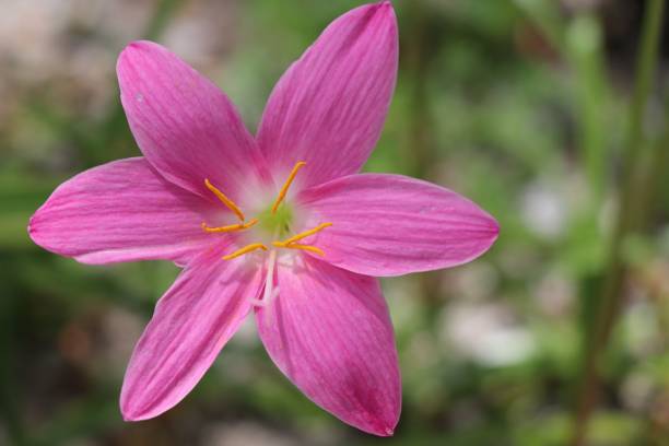 istock Rain Lily pink flowers closed up 688279096
