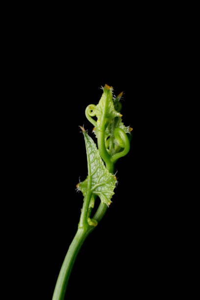 istock Close up leaves Ivy Gourd (Coccinia grandis (L.) Voigt) on dark background 688286924