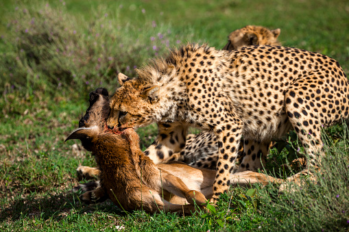 Cheetah in Masai Mara National Reserve, Tanzania
