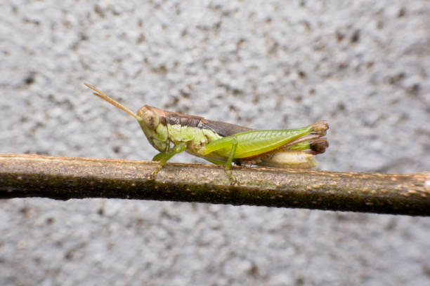 istock Macro of a Grasshopper on branch 688291932