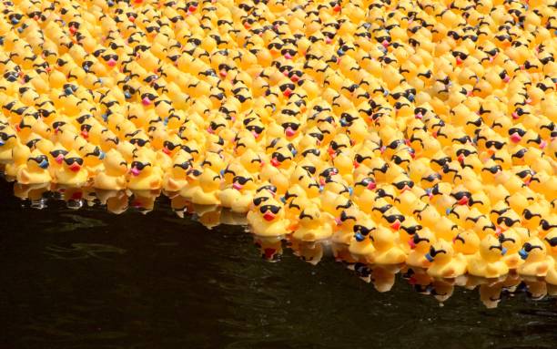 istock Mass Of Floating Ducks 688291958