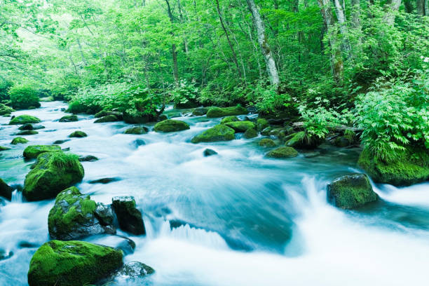 gebirgsbach durchströmung moos bedeckt felsen am morgen - spring waterfall japan landscape stock-fotos und bilder