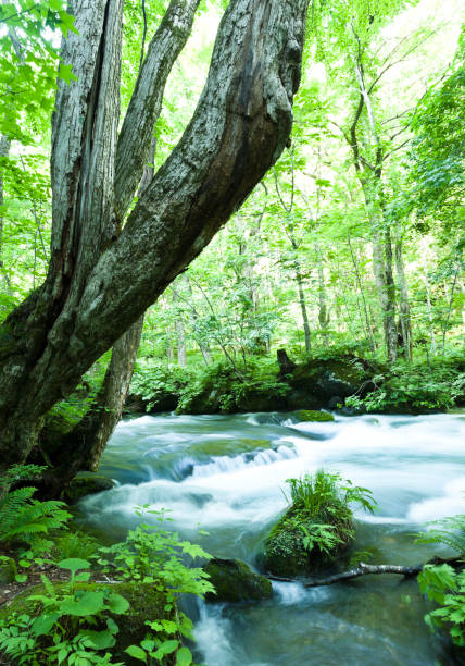 istock Mountain Stream Landscape in Japan 688295504