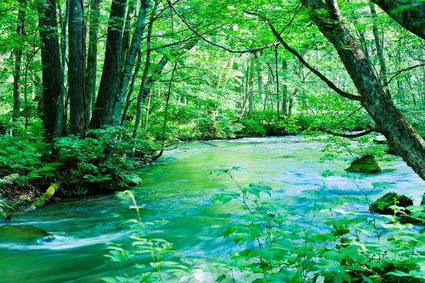 friedliche gebirgsbach szene in japan - vibrant color image leaf lush foliage stock-fotos und bilder