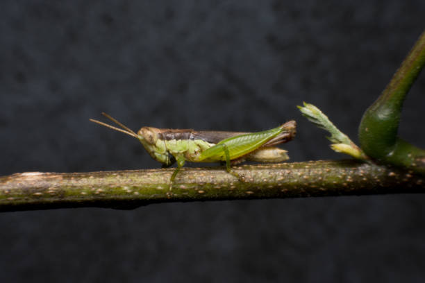 istock Macro of a Grasshopper on branch 688297844