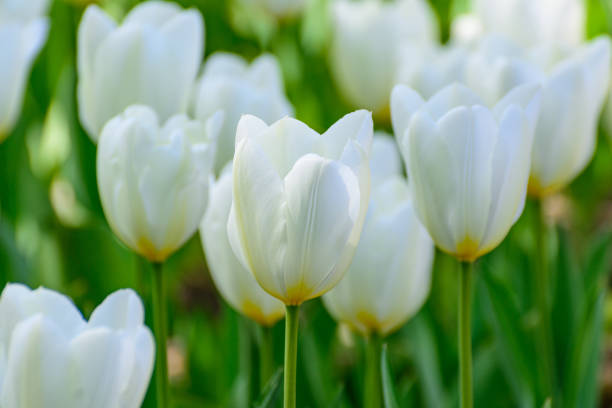 istock White tulips in the spring garden. Springtime flowering. 688300848