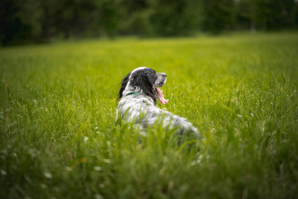 istock English setter dog in the grassy field 688303676