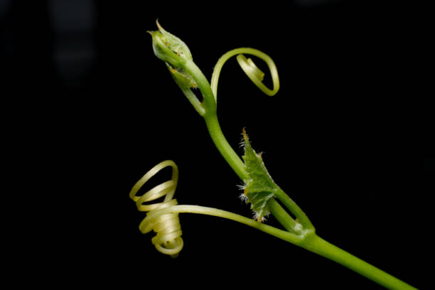 istock Close up leaves Ivy Gourd (Coccinia grandis (L.) Voigt) on dark background 688304096