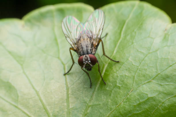 istock house fly in extreme close up sitting on green leaf. 688306804