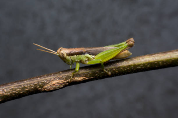 Macro of a Grasshopper on branch