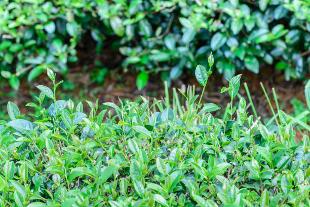 istock Freshness tea top in plantation. 688308076