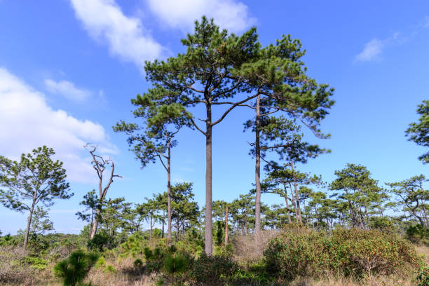 istock Pine forest with blue sky in sunny day. 688308124