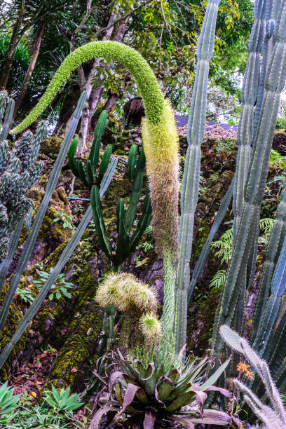 istock Beautiful cactus flowers in garden. 688308126