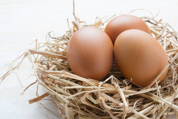 istock egg in nest on dark vintage wooden background 688310314