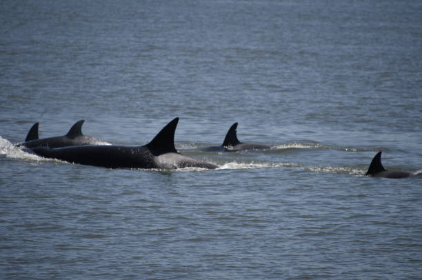 istock Pod of Killer Whales 688314378