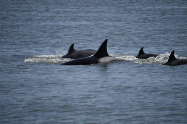 istock Pod of Orcas on hunt 688314572