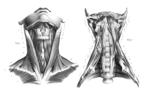 Atlas of descriptive anatomy of the human body C. Bonamy - Paul Broca Victor Masson et Fils Paris 1866