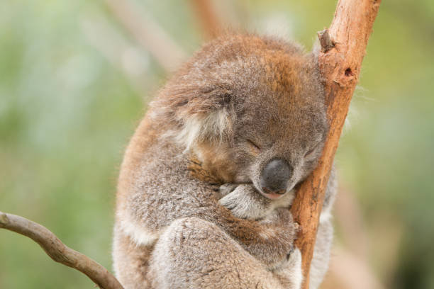 Cute Sleeping Koala Close up shot of a cute koala while it is asleep. sleeping koala bear stock pictures, royalty-free photos & images