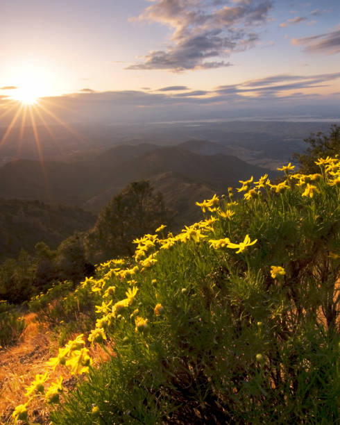istock Blooming Flowers in California 688325660