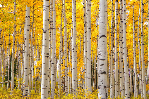 Árboles de Aspen en Colorado en un hermoso día de otoño, centrándose en los troncos de los árboles con un enfoque en la mirada de los ojos en los troncos photo