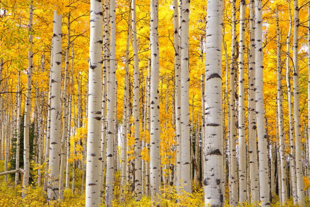 peupliers au colorado par une belle journée d’automne en se concentrant sur les troncs d’arbres, en mettant l’accent sur l’aspect des yeux sur les troncs - tremble photos et images de collection