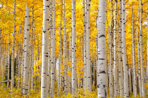Aspen trees in Colorado on a beautiful Autumn day focusing on the tree trunks with a focus on the look of eyes on the trunks Vibrant yellow foliage on the white bark of the Aspen trees in Colorado on an Autumn day bring out the look of eyes on the white tree trunks. aspen tree stock pictures, royalty-free photos & images