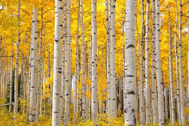 Vibrant yellow foliage on the white bark of the Aspen trees in Colorado on an Autumn day bring out the look of eyes on the white tree trunks.