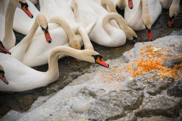 Flock of swans searching for food on the shores of a frozen lake in Belgrade, Serbia