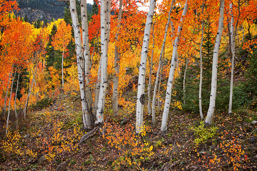 Vibrant multi-colored Autumn leaf foliage accentuates the white tree trunks in a grove of Aspen trees in western USA, with a colorful forest and the look of eyes staring at you on the tree trunks